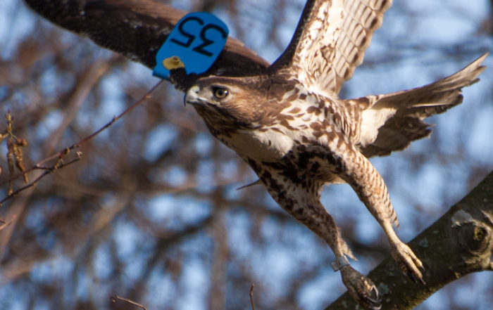 Red-tailed Hawk with Blue 35 Patagial Tag