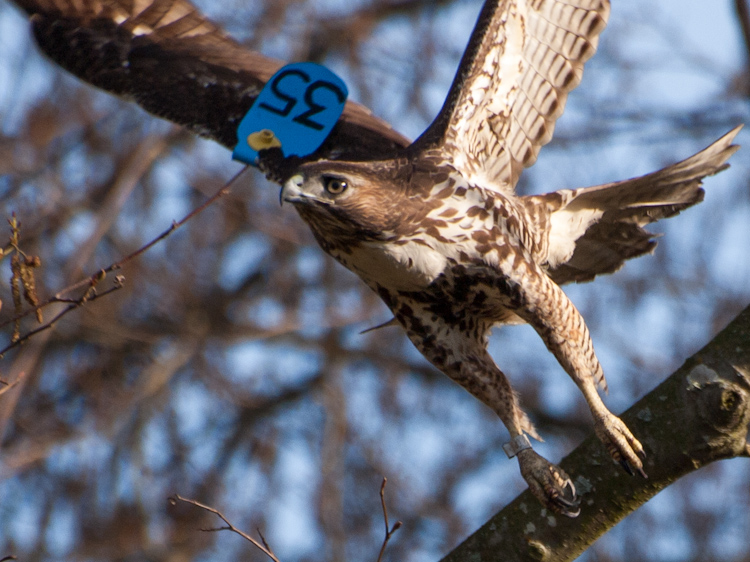 Red-tailed Hawk with Blue 35 Patagial Tag