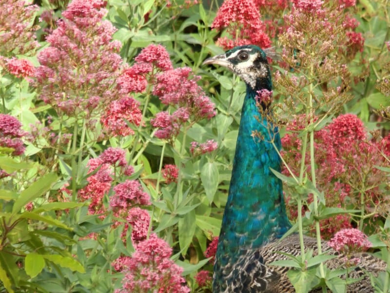 Feral peacock in Palos Verdes, California