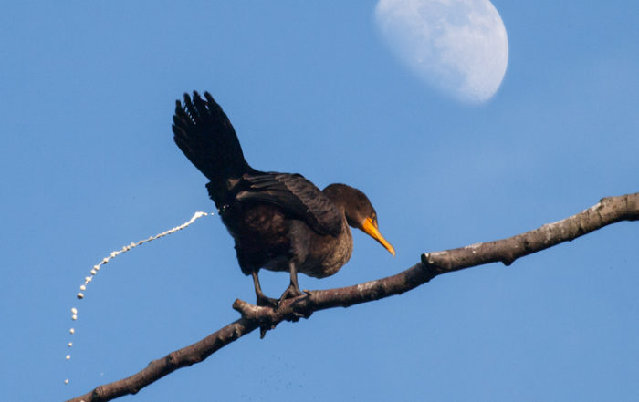 Cormorant and Moon - two exposures