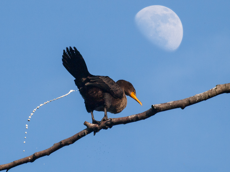 Cormorant and Moon - two exposures