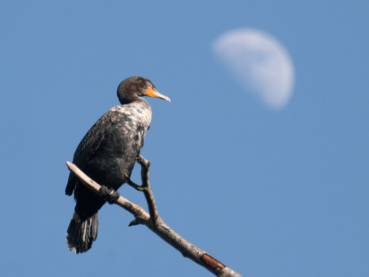 Double-Crested Cormorant and Half Moon