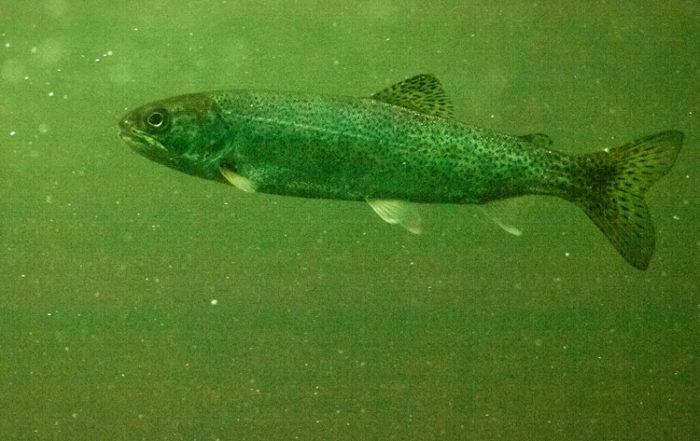 Ballard Locks steelhead salmon