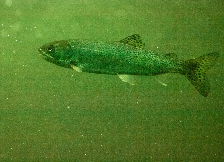 Ballard Locks steelhead salmon