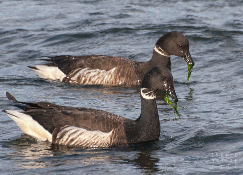 Brant Geese Eating Eelgrass