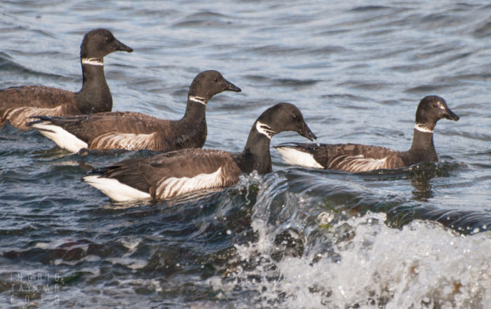 Brant Geese on Waves at Vashon Island