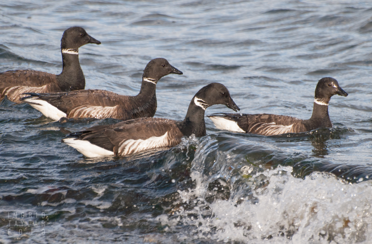 Brant Geese on Waves at Vashon Island