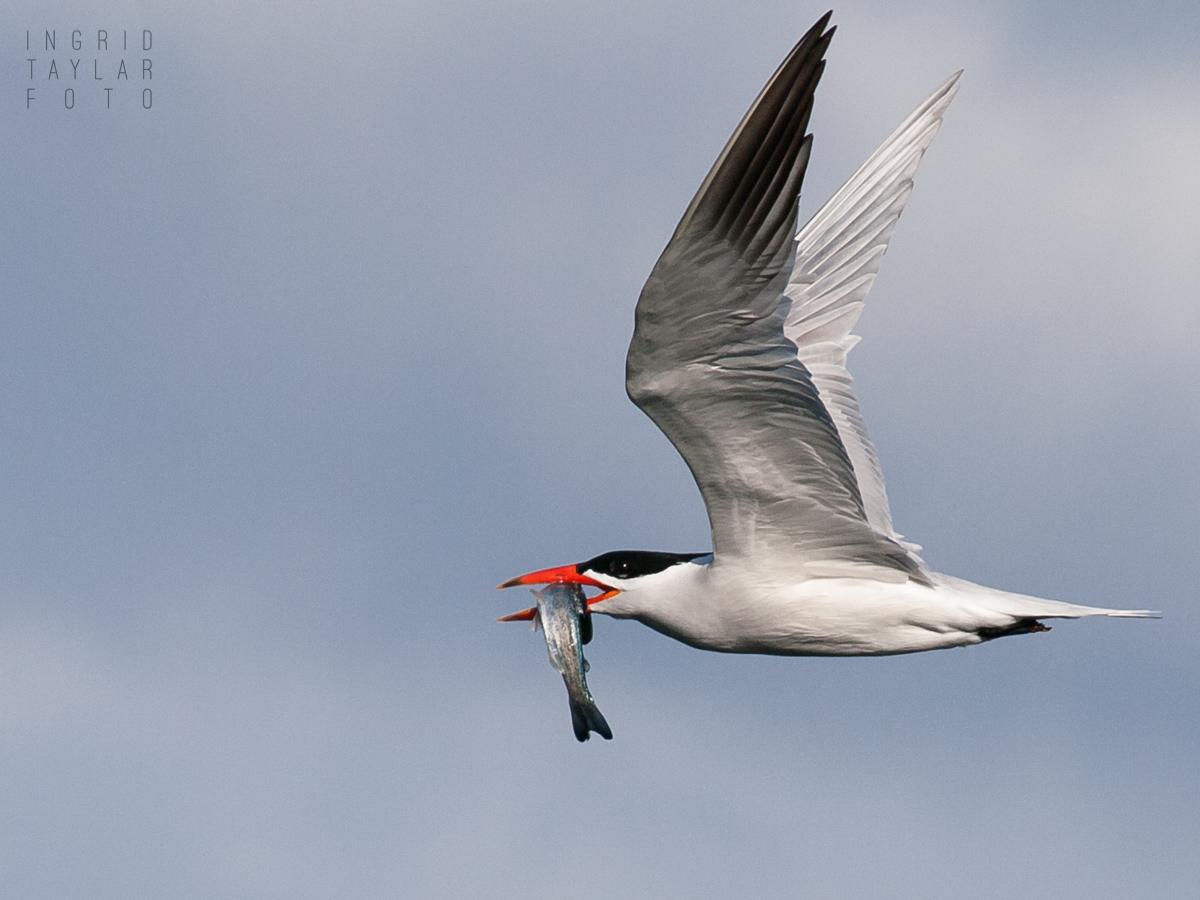 Caspian Tern with salmon smolt in Seattle