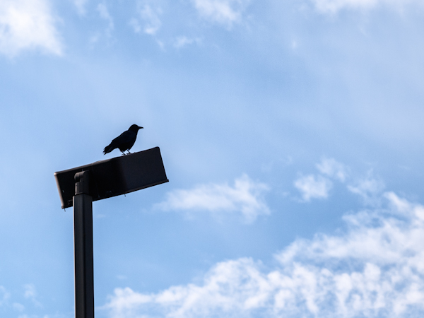 American crow on light stand