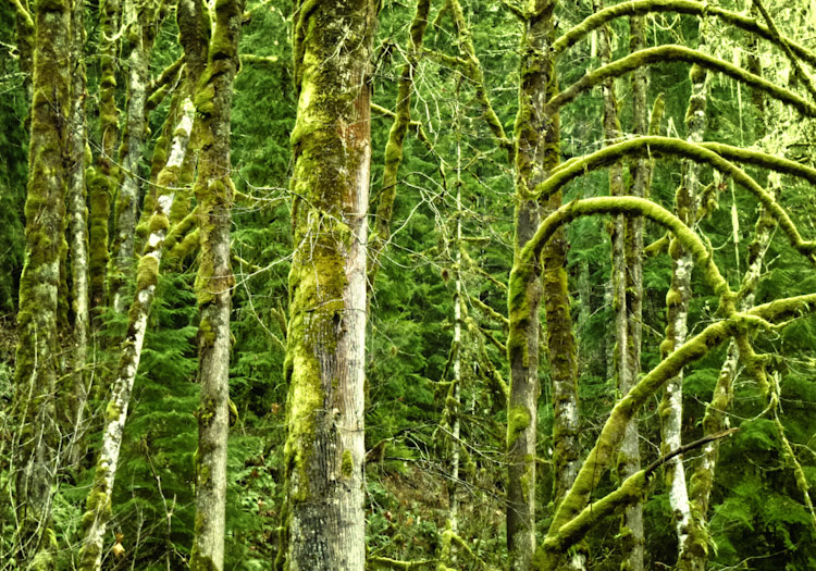 Moss on Trees