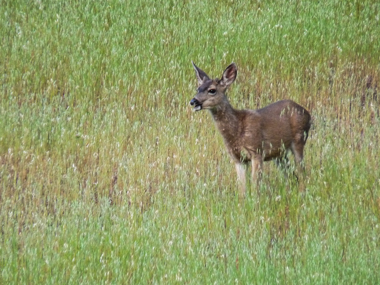 Deer in Tall Grass