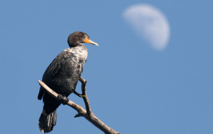 Cormorant with Half Moon