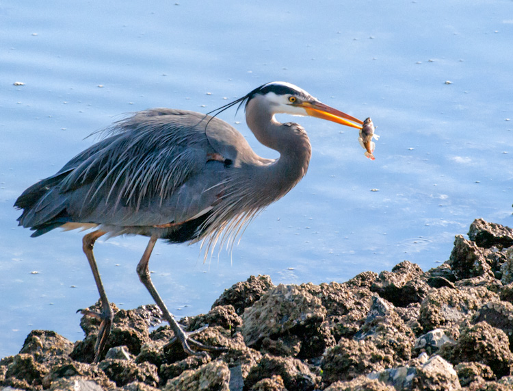 Great Blue Heron with Sculpin