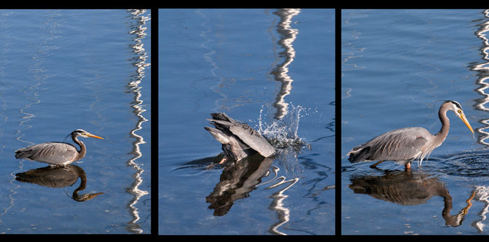 Great Blue Heron fishing in reflections