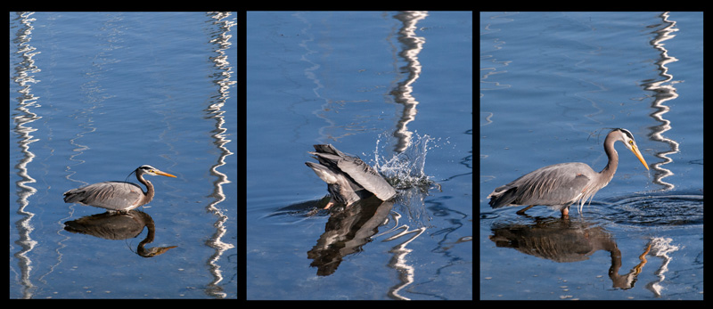 Great Blue Heron fishing in reflections