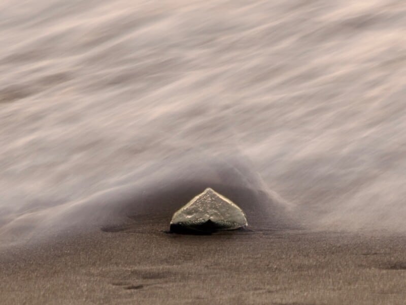Velella velella in water blur
