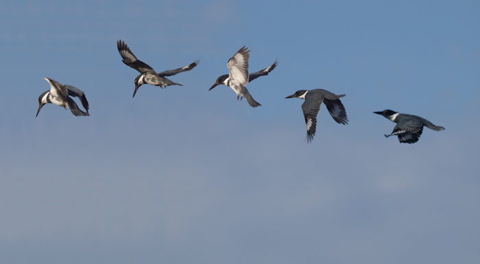 Belted Kingfisher in flight composite