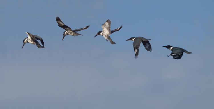 Belted Kingfisher in flight composite