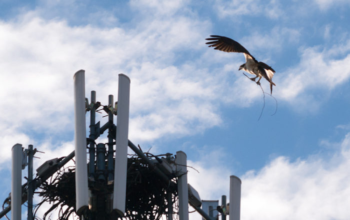 Osprey building nest in cell tower