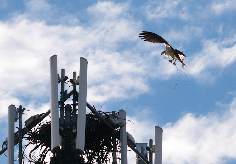 Osprey building nest in cell tower