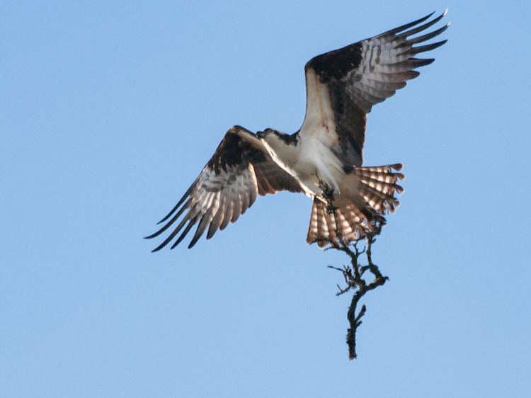 Osprey flying with branch