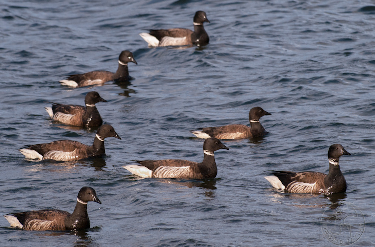 Brant Goose Flock on Puget Sound