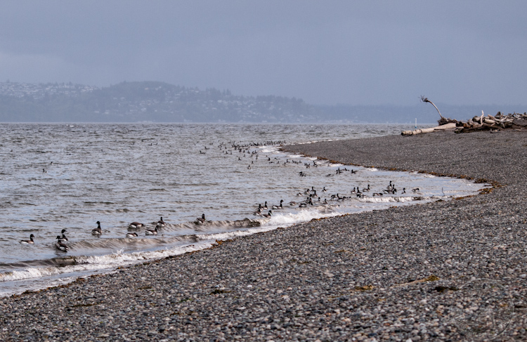 Brant Geese at Point Robinson Vashon