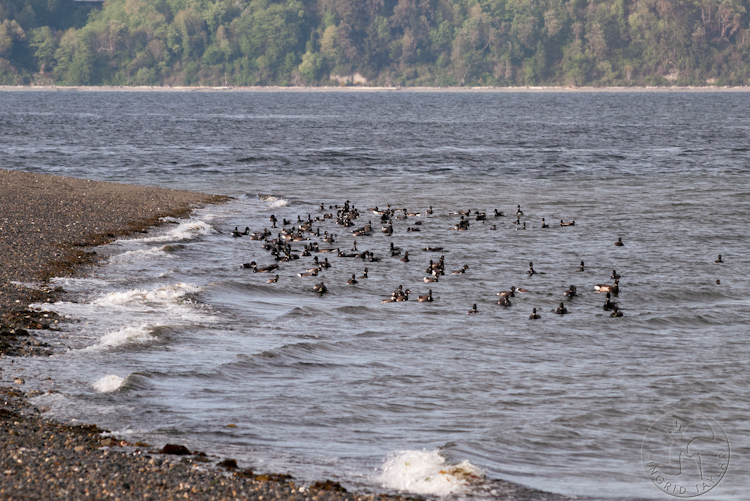 Brant Geese Swimming Off Vashon Island