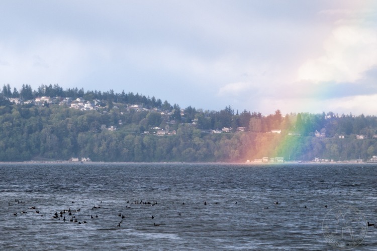 Brant Geese and Rainbow on Puget Sound