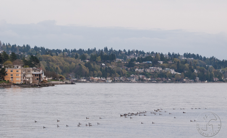 Brant Geese in West Seattle