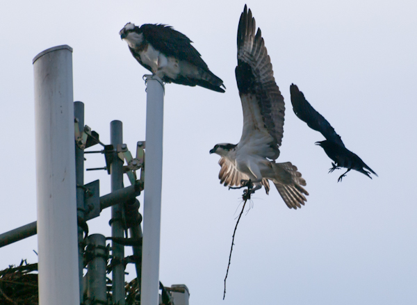 Crow chasing Osprey in Burien Washington 