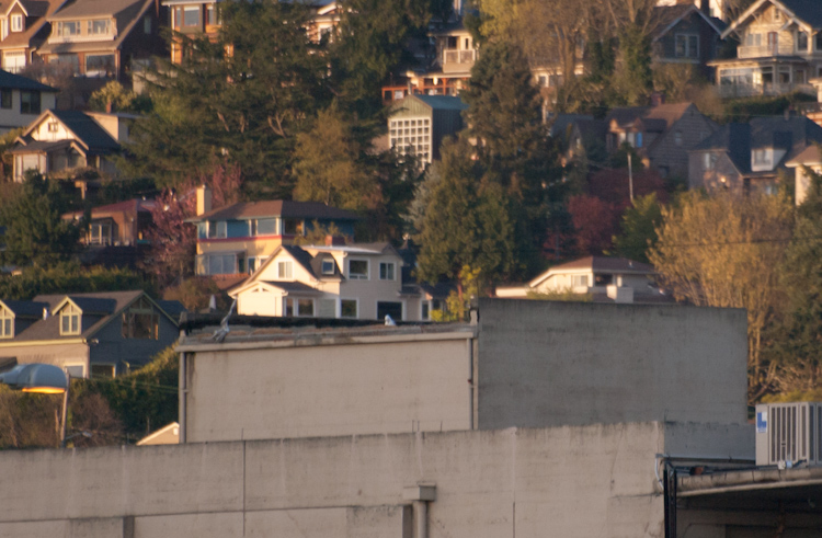 Dead gull entangled on rooftop