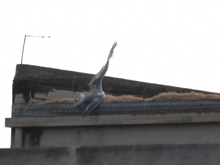 Dead gull entangled on rooftop