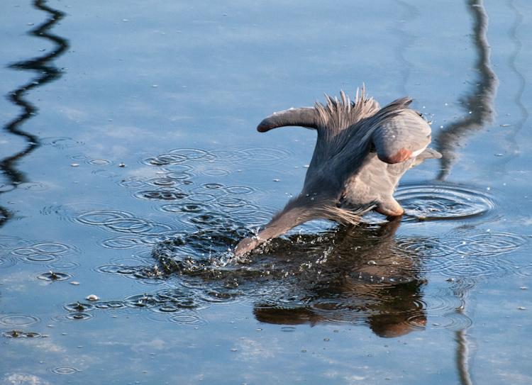 Heron Fishing in mast reflections