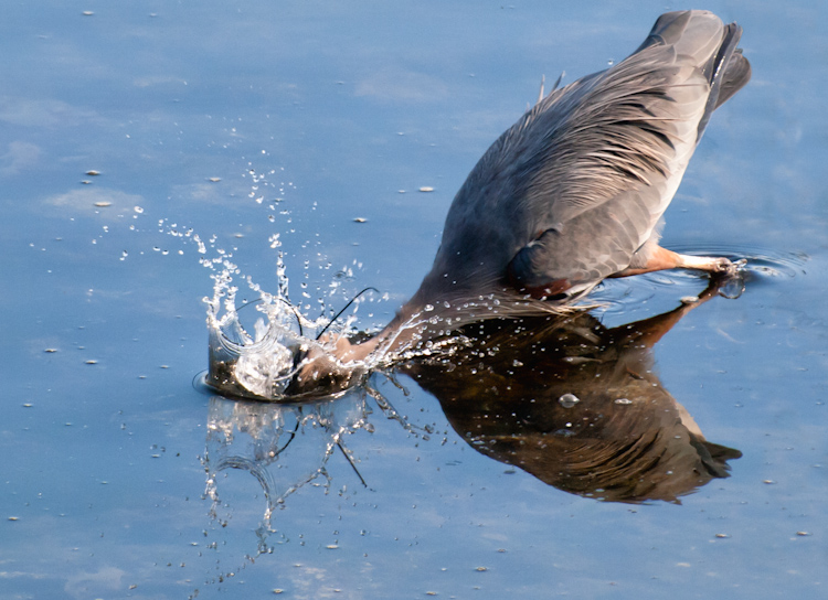 Great Blue Heron fishing