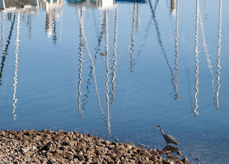 Great Blue Heron at Elliot Bay Marina