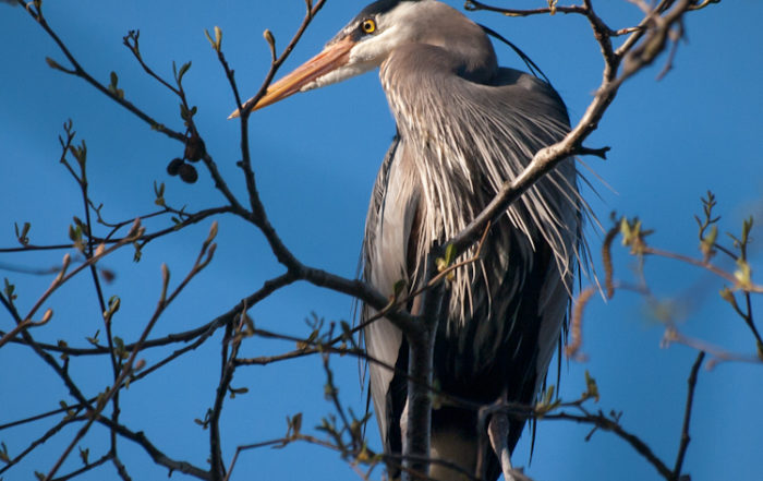 Great Blue Herons in Seattle rookery