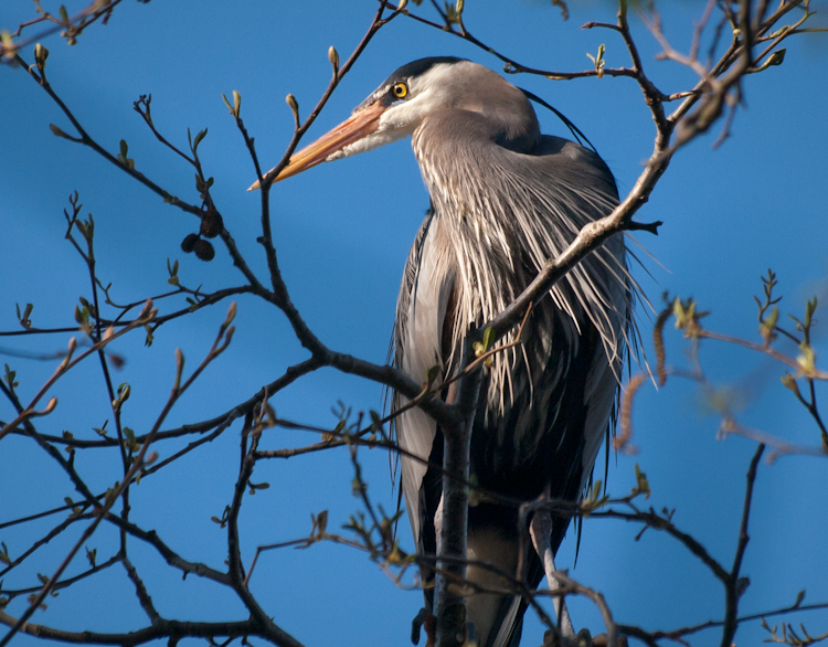 Great Blue Herons in Seattle rookery
