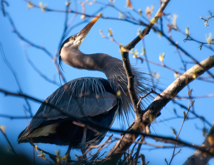 Great Blue Herons in Seattle rookery