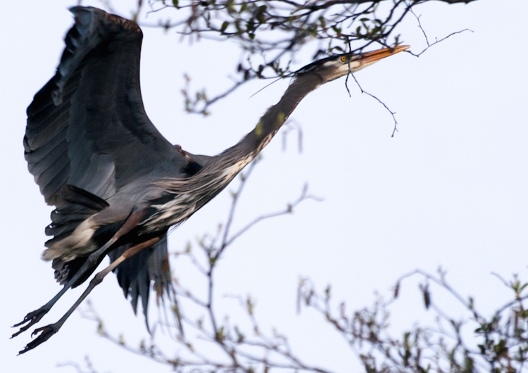 Great Blue Herons in Seattle rookery