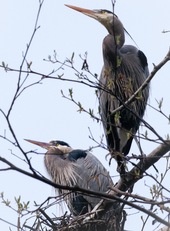 Great Blue Herons in Seattle rookery