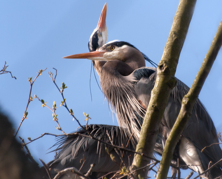 Great Blue Herons in Seattle rookery