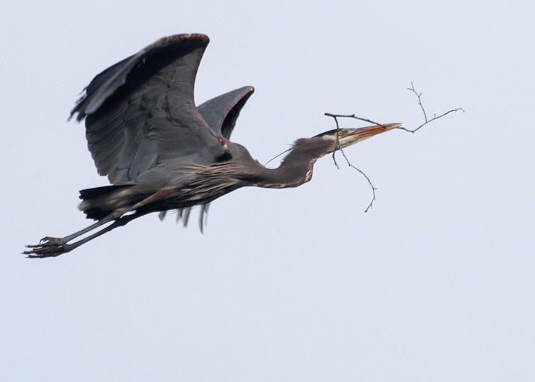 Great Blue Heron flying with twig