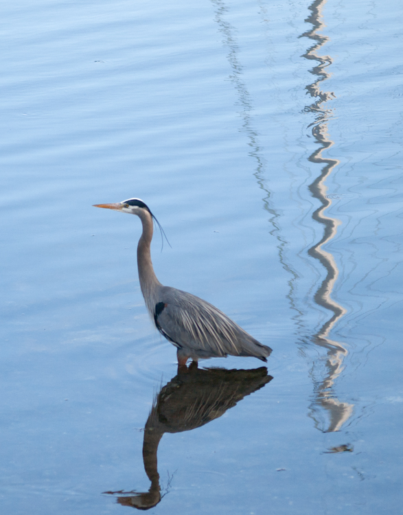 Heron Fishing in mast reflections