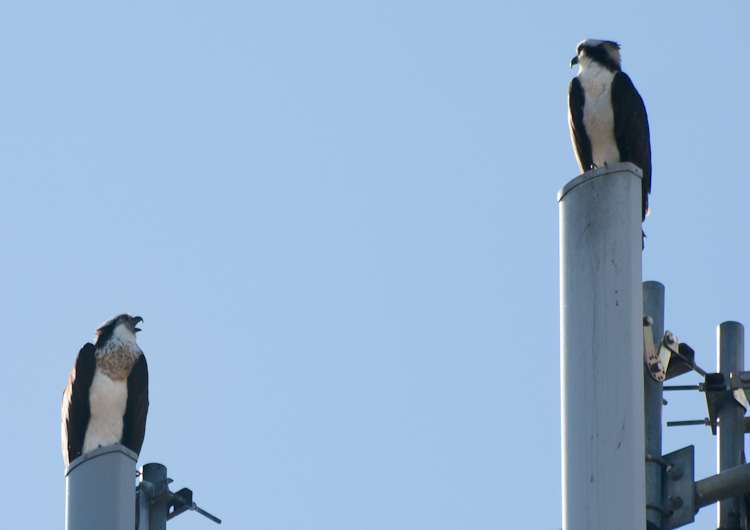 Osprey pair sitting on cell tower