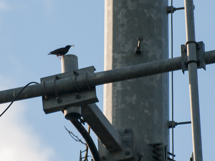 European Starling nesting on cell tower