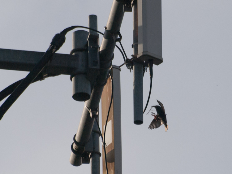 European Starling nesting on cell tower