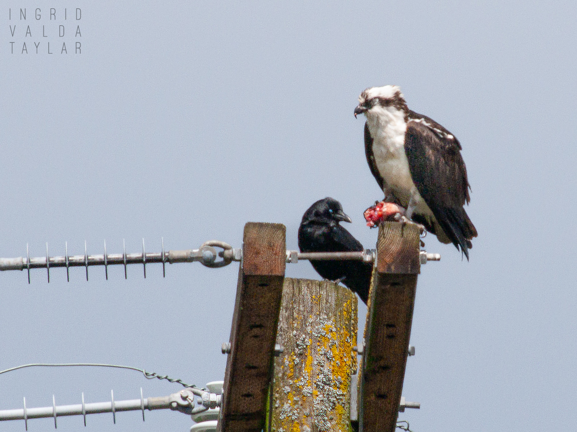 Duwamish Osprey with Fish and Crow