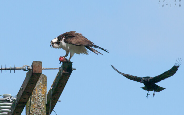 Duwamish Osprey with Fish and Crow