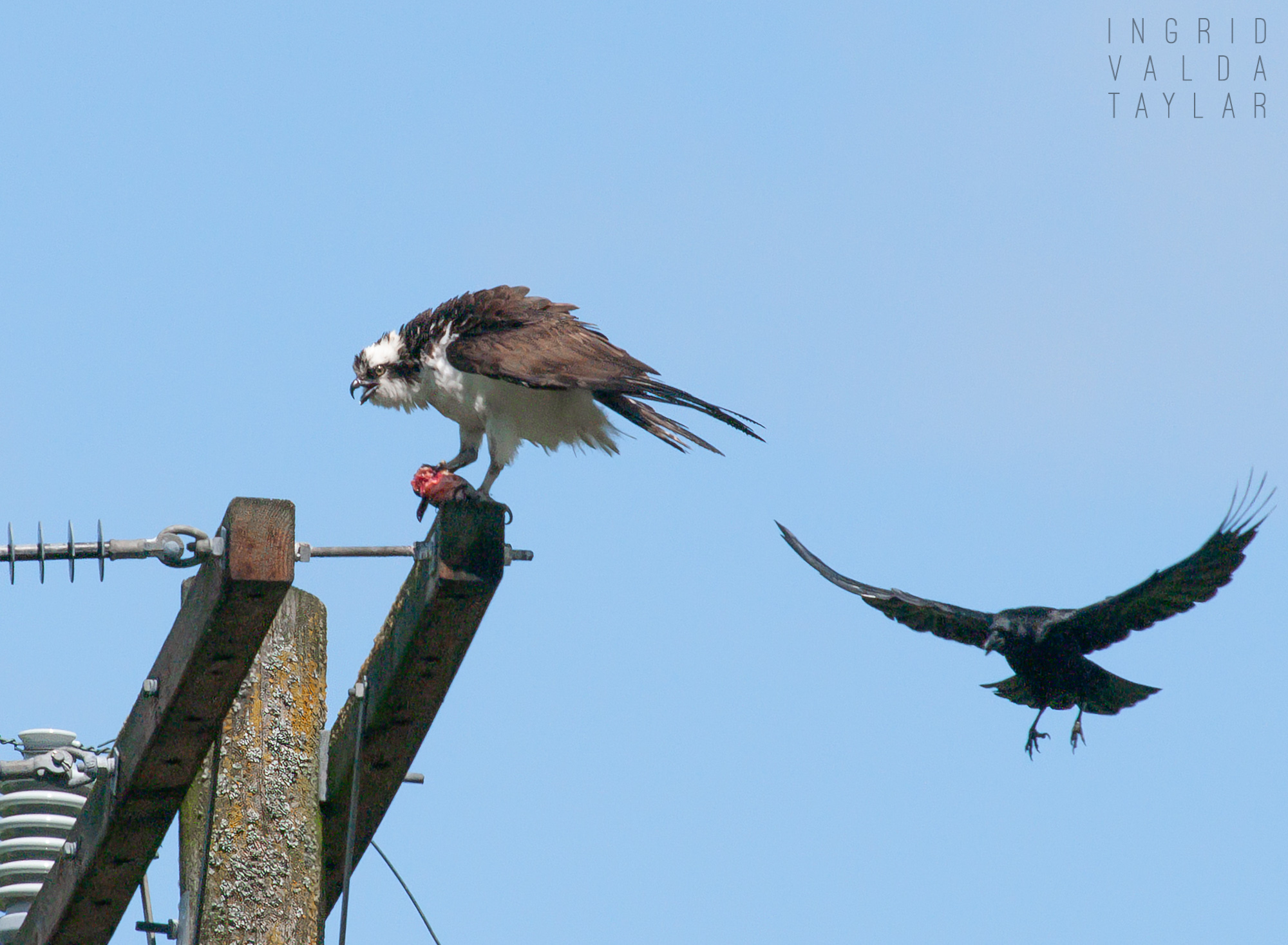 Duwamish Osprey with Fish and Crow